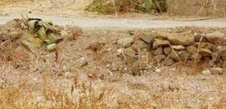 Only those with high IQ can spot the hidden cat in this picture within seconds