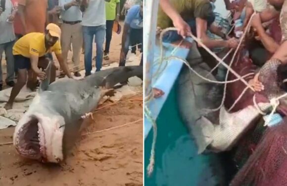 Shocking moment 10ft Hurghada tiger shark is caught and clubbed to death after killing tourist in horror Red Sea attack | The Sun