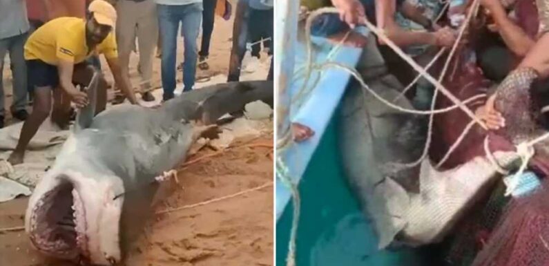 Shocking moment 10ft Hurghada tiger shark is caught and clubbed to death after killing tourist in horror Red Sea attack | The Sun