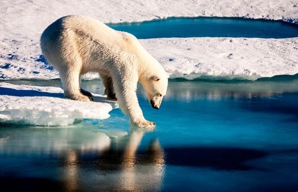 Summers in the Arctic could be ice-FREE in just 10 years, study warns