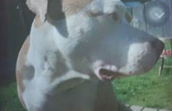 Teen girl, 15, suffers serious injuries after being attacked by 'XL bully' dog as cops urge public 'don't approach it' | The Sun