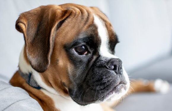 Vets reveal the most common health conditions in boxer dogs