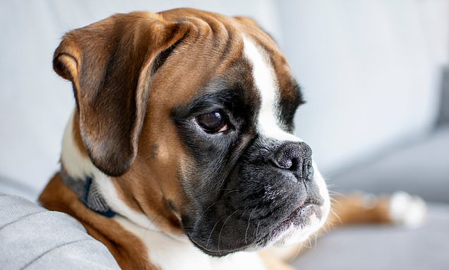 Vets reveal the most common health conditions in boxer dogs
