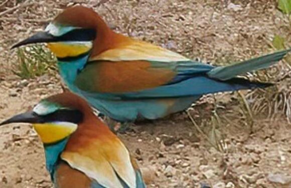 Warmer weather sees migration of African 'rainbow birds' to UK