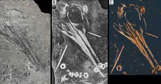 X-Ray Vision Brings New Life to a Fossil Flattened by Time