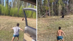 Yellowstone Tourist Facing Legal Trouble After Harassing Bears on Video