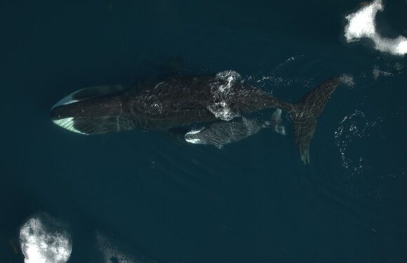 A 23-Month Pregnancy? Scientists See Hints in Bowhead Whales.