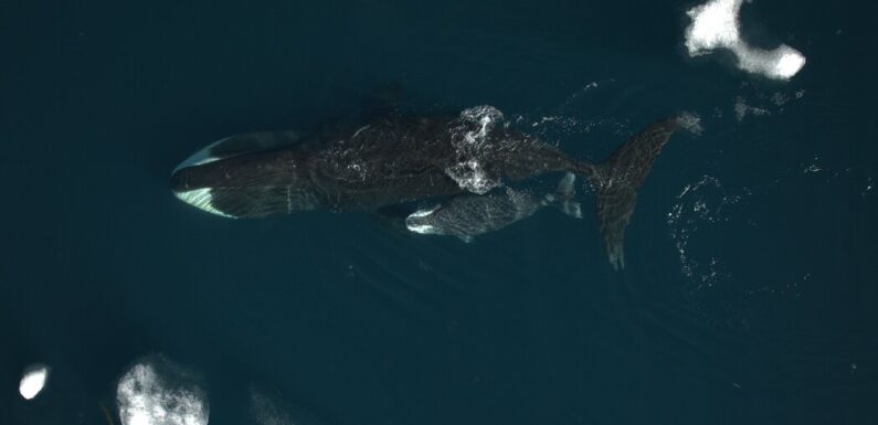 A 23-Month Pregnancy? Scientists See Hints in Bowhead Whales.