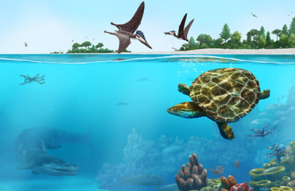 A Pancaked Turtle Fossil’s 150-Million-Year-Old Tale