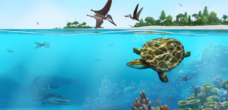 A Pancaked Turtle Fossil’s 150-Million-Year-Old Tale