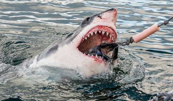 Are sharks getting hungrier for humans? Experts weigh in