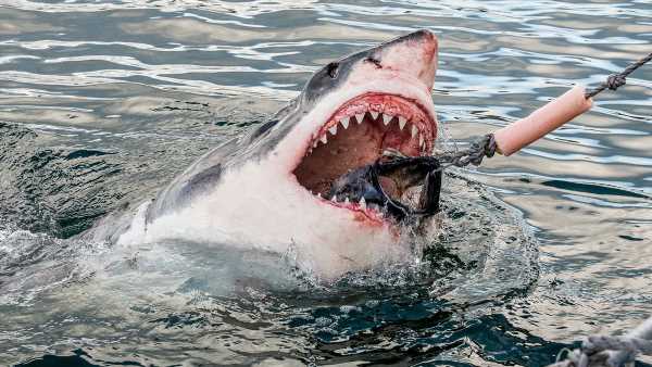 Are sharks getting hungrier for humans? Experts weigh in