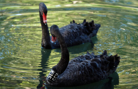 Beloved black swan Kevin loses second nesting mate in dog attack