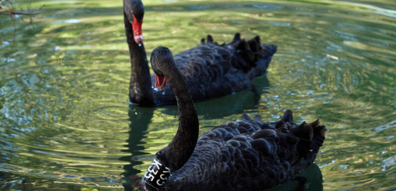 Beloved black swan Kevin loses second nesting mate in dog attack