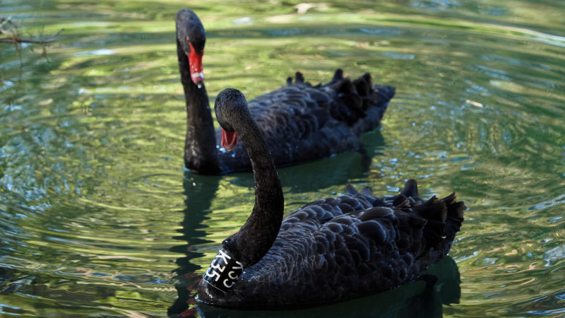 Beloved black swan Kevin loses second nesting mate in dog attack