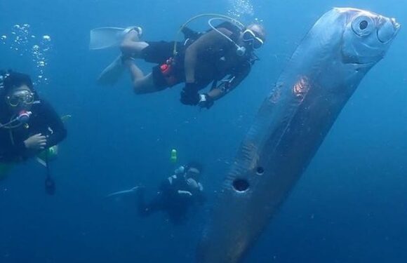 Divers discover huge deep-sea ‘earthquake fish’ twice the size of Peter Crouch