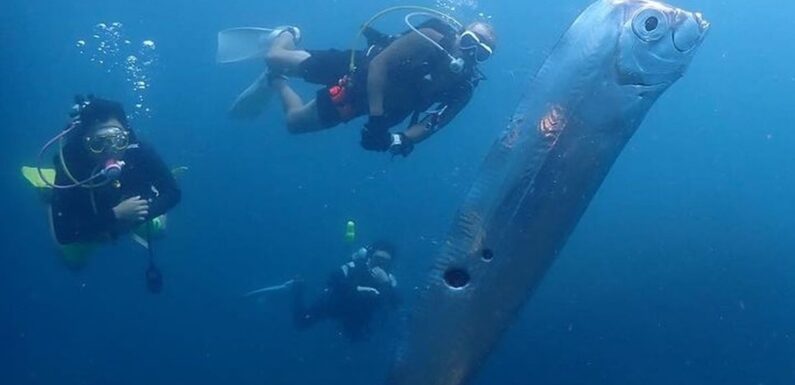 Divers discover huge deep-sea ‘earthquake fish’ twice the size of Peter Crouch