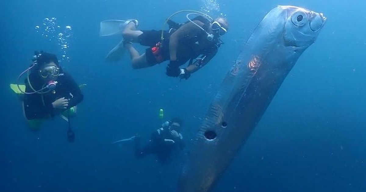 Divers discover huge deep-sea ‘earthquake fish’ twice the size of Peter Crouch