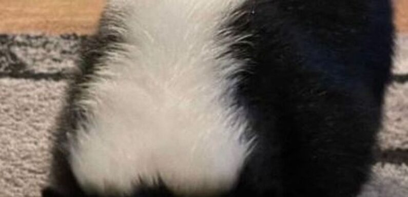 Escape artist skunk running wild in UK countryside sparks frenzied hunt