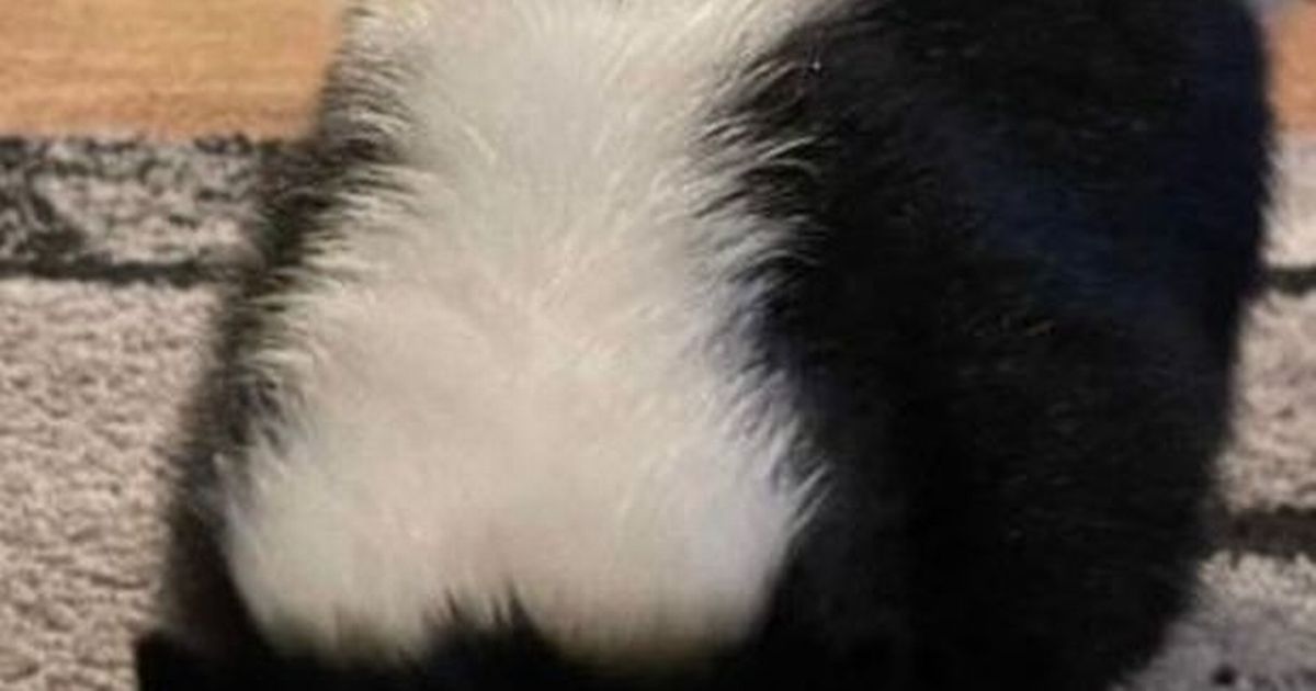 Escape artist skunk running wild in UK countryside sparks frenzied hunt