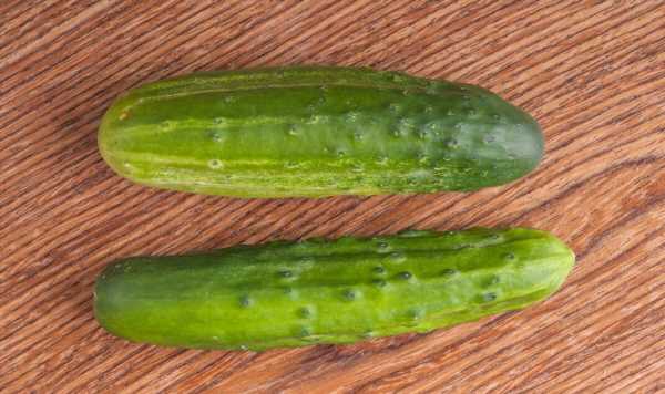 Get rid of house flies ‘permanently’ using a cucumber – most effective method