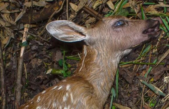 Grotesque progression of a decaying deer fawn captured in timelapse