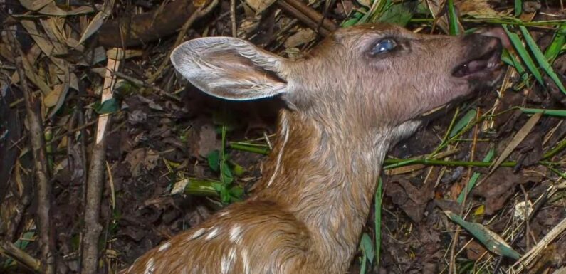 Grotesque progression of a decaying deer fawn captured in timelapse