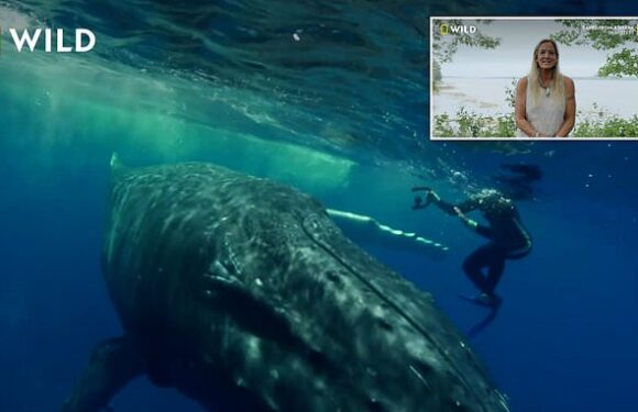 Marine biologist relives moment humpback whale saved her from shark