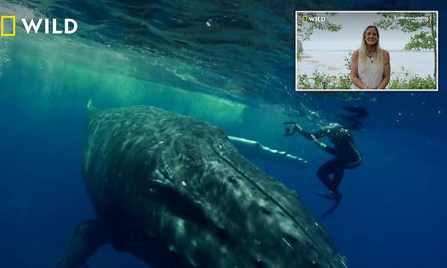 Marine biologist relives moment humpback whale saved her from shark
