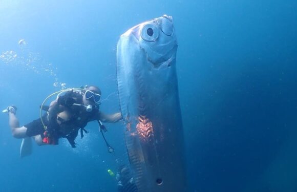 Moment divers spot creepy ‘harbinger of doom’ fish covered in shark bites