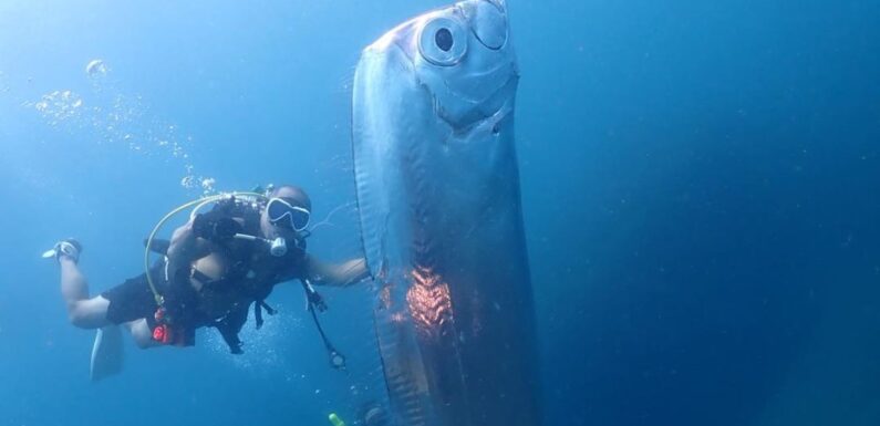 Moment divers spot creepy ‘harbinger of doom’ fish covered in shark bites