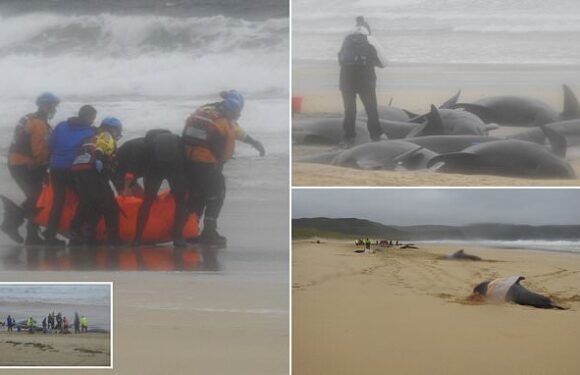 More than 50 pilot whales stranded on Scottish beach
