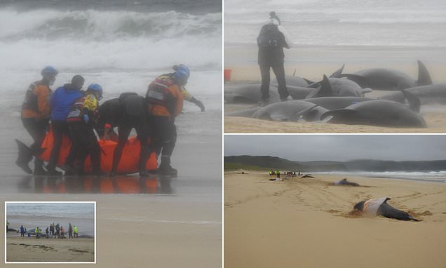 More than 50 pilot whales stranded on Scottish beach