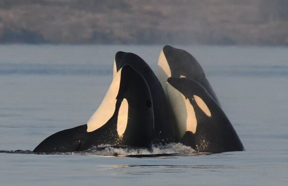 Mummy's boy! Older female killer whales protect their sons from fights