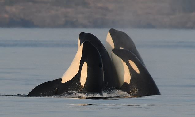 Mummy's boy! Older female killer whales protect their sons from fights