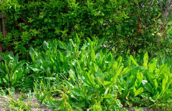 My cheap three ingredient weed solution will kill them in two days – and you don't have to pick anything | The Sun
