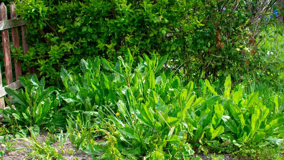 My cheap three ingredient weed solution will kill them in two days – and you don't have to pick anything | The Sun