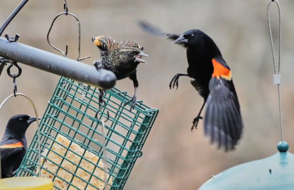 Name That Tune (and the Bird Behind It)