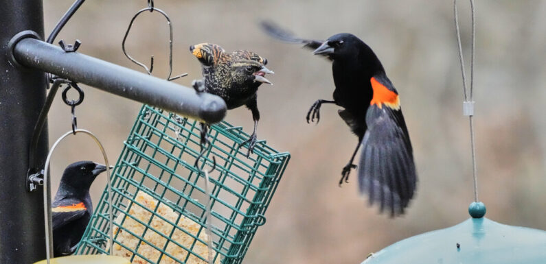 Name That Tune (and the Bird Behind It)