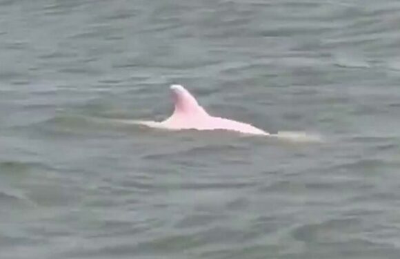 People ‘freaking out’ after super rare ‘bigfoot-like’ two pink dolphins spotted