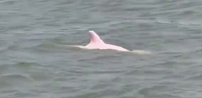 People ‘freaking out’ after super rare ‘bigfoot-like’ two pink dolphins spotted