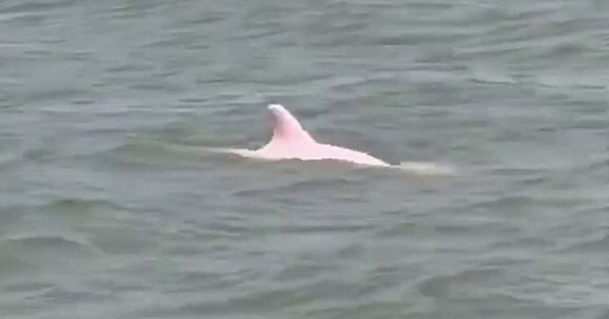 People ‘freaking out’ after super rare ‘bigfoot-like’ two pink dolphins spotted