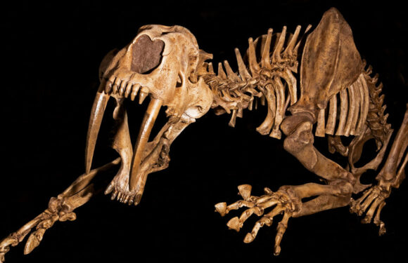 Saber-Tooth Cats and Dire Wolves Carried a Terrible Disease in Their Bones