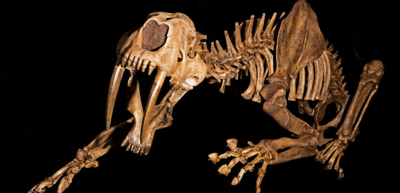 Saber-Tooth Cats and Dire Wolves Carried a Terrible Disease in Their Bones