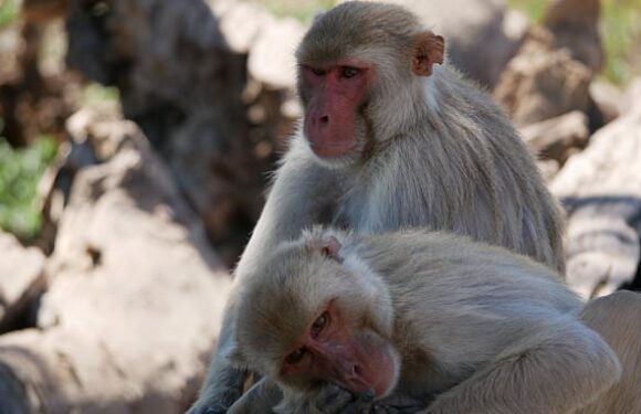 Scientists find 72% of male macaque monkeys are bisexual