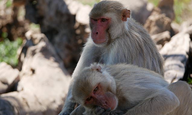 Scientists find 72% of male macaque monkeys are bisexual