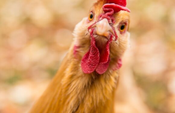 Scientists say what lab-grown chicken tastes like as vegans ‘still crave meat’