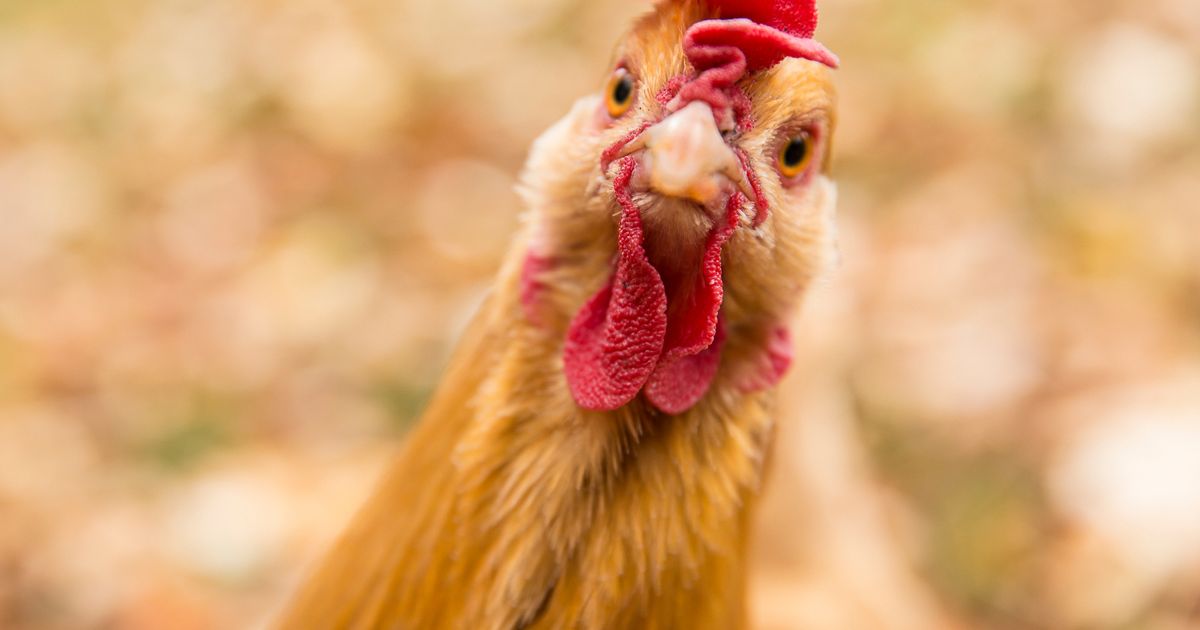 Scientists say what lab-grown chicken tastes like as vegans ‘still crave meat’