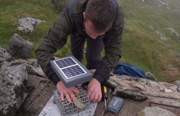 Snowdon sets up banana-cam to discourage fruit litterers
