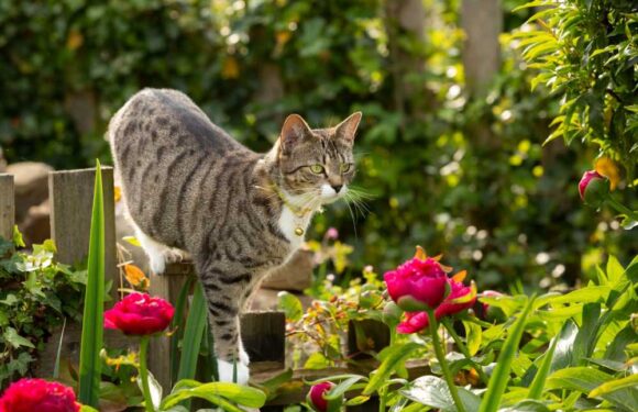 The 70p hack to stop annoying cats pooing in your garden – and green-fingered pro says it keeps them out for good | The Sun